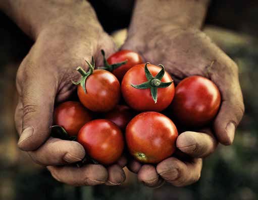 menu tomato